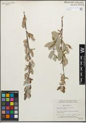Foto von Salix glauca L.